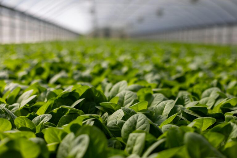 Leia mais sobre o artigo A Revolução da Agricultura Vertical em Ambientes Urbanos: Inovação no Contexto Corporativo.